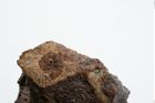 Foto von Beingriffplatte (NHMW-PRAE-025201)